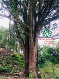 Cây Mít