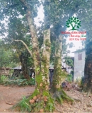 Cây Mít