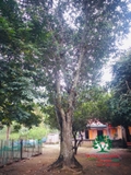 Cây Mít