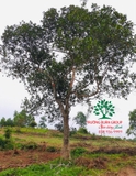 Cây Mít