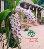 Hoa Lan