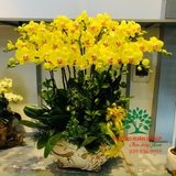 Hoa Lan