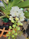 Hoa Lan