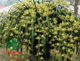 Hoa Lan