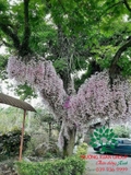 Hoa Lan
