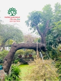 Thi công thực tế 119