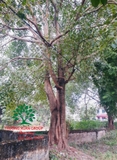 Cây Bồ Đề