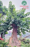 Cây Bồ Đề