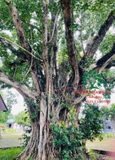 Cây Bồ Đề