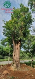 Cây Bồ Đề