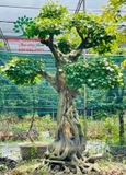 Cây Bồ Đề