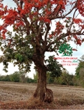 CÂY GẠO