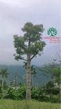 CÂY GẠO
