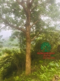 CÂY NHỘI