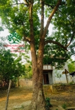 CÂY NHỘI