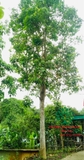 CÂY NHỘI