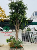 Cây Bồ Quân