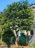 Cây Bồ Quân