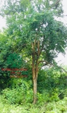 Cây Bồ Quân