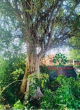 Cây Bồ Quân