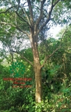 Cây Bồ Quân