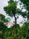 Cây Bồ Quân
