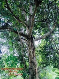 Cây Bồ Quân