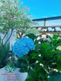 HOA CẨM TÚ CẦU