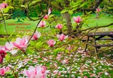 HOA MỘC LAN