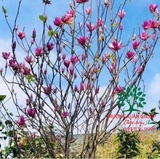 HOA MỘC LAN