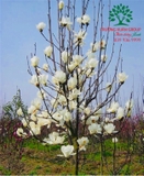 HOA MỘC LAN