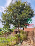 Cây Lộc Vừng
