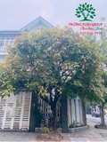 Cây Lộc Vừng