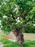Cây Lộc Vừng