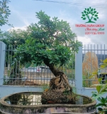 Cây Lộc Vừng