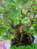 Cây Lộc Vừng