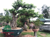 Cây Lộc Vừng