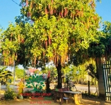 Cây Lộc Vừng