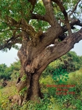 Cây Lộc Vừng