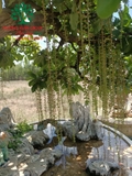 Cây Lộc Vừng