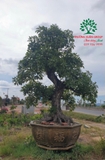 Cây Lộc Vừng
