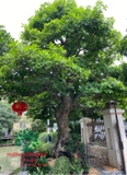 Cây Lộc Vừng