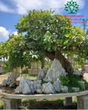 Cây Lộc Vừng