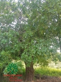 Cây Lộc Vừng