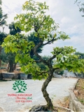 Mai Chiếu Thuỷ