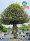 CÂY MAI CHIẾU THỦY