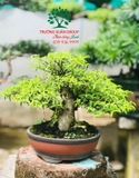 Mai Chiếu Thuỷ