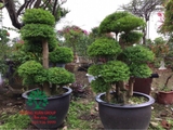 CÂY MAI CHIẾU THỦY