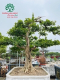 Cây Hoa Nguyệt Quế