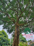 Cây Hoa Nguyệt Quế